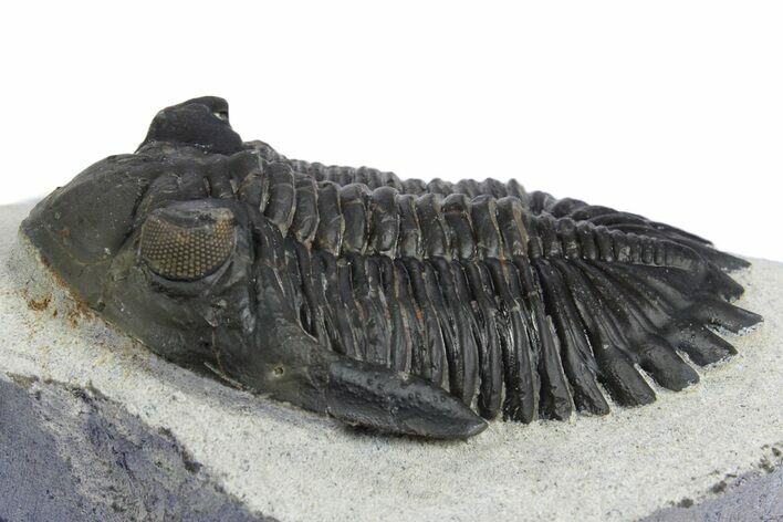 Detailed Hollardops Trilobite - Ofaten, Morocco #348377